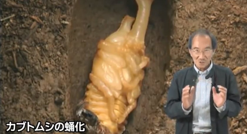 理科 – 昆虫の脱皮