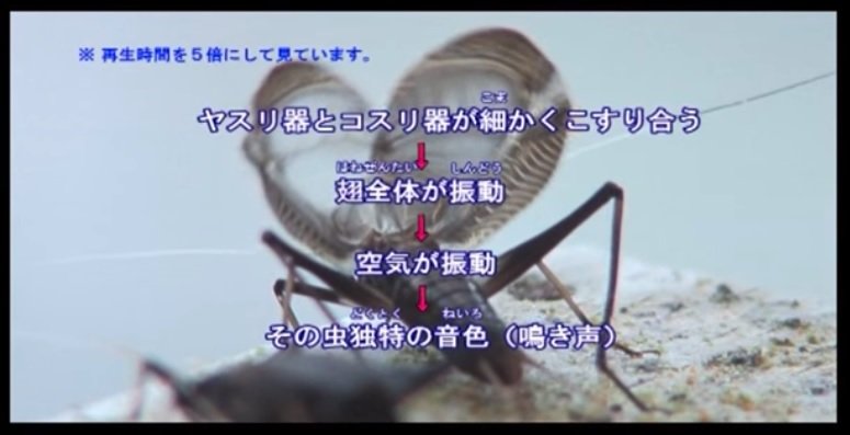 理科 – 泣く虫の不思議