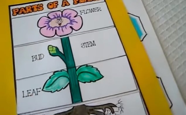 [ 英語で科学 ] 手作りカード、植物の花・葉・茎・根の役割