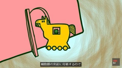 細胞とウイルスの戦い（英語）